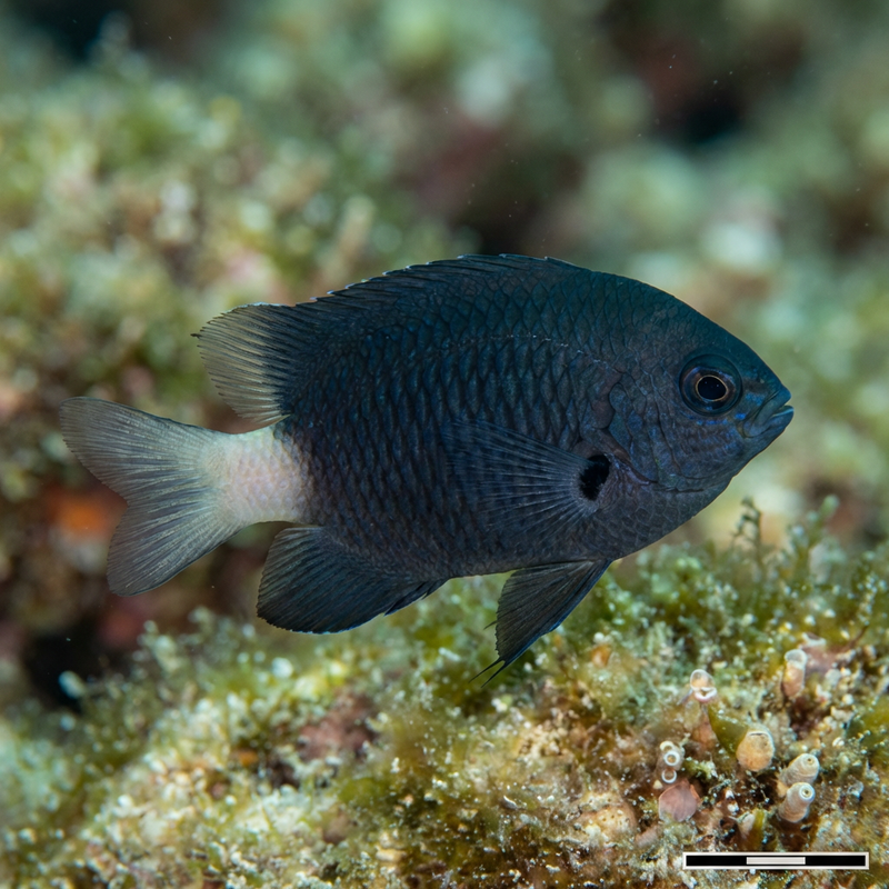 Damigella oscura