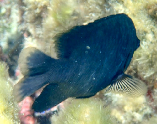 Damigella oscura — Bild 5