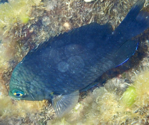 Damigella oscura — Bild 4