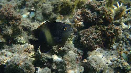 Damigella oscura — Bild 3