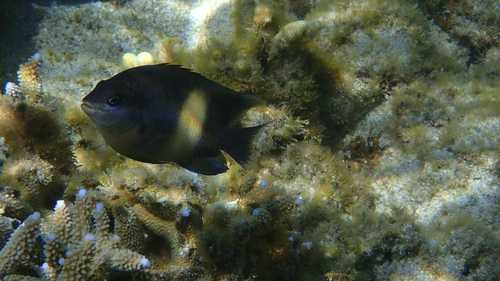Damigella oscura — Bild 2