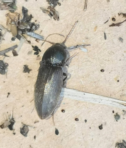 Scarabeo clic scuro — Bild 3