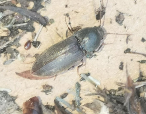 Scarabeo clic scuro — Bild 2