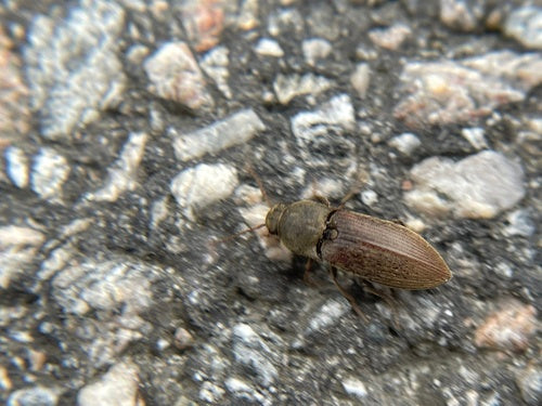 Scarabeo clic scuro — Bild 5