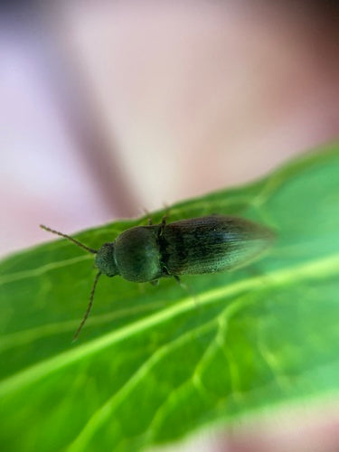 Scarabeo clic scuro — Bild 4