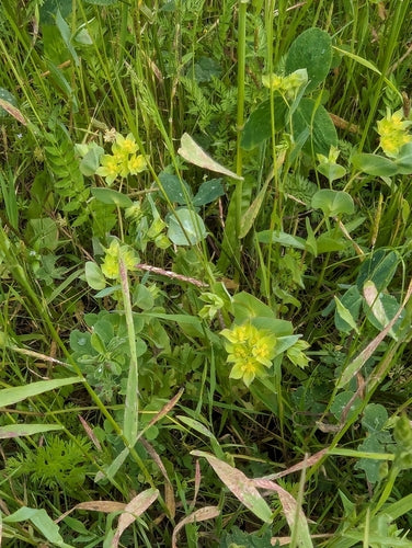 Orecchio di lepre a foglie miste — foto 5 di 8