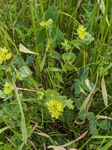 Orecchio di lepre a foglie miste — foto 4 di 8