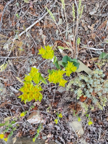 Orecchio di lepre a foglie miste — foto 1 di 8