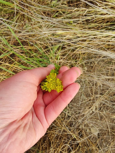 Orecchio di lepre a foglie miste — foto 3 di 8