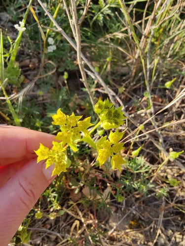 Orecchio di lepre a foglie miste — foto 2 di 8
