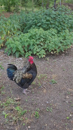 pollo domestico