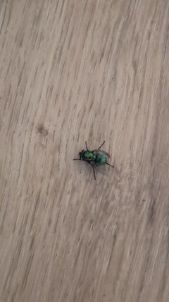 Mosca rossa comune – Oberursel