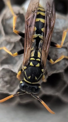 Vespa da campo domestica – Oberursel (Taunus)