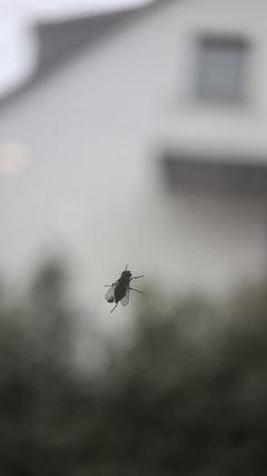 Grande mosca domestica – Oberursel (Taunus)