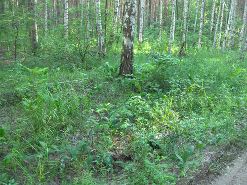 sorbo — Bild 3