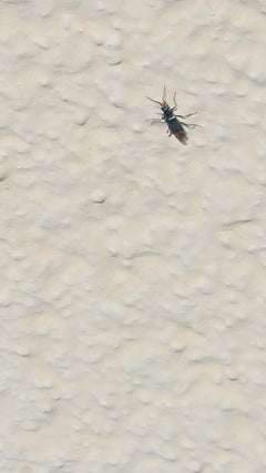 Scarabeo auricolare a due macchie