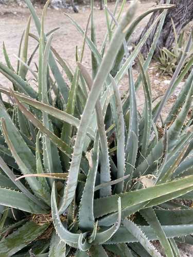 Aloe vera — Bild 5