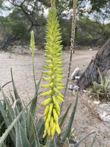 Aloe vera — Bild 4