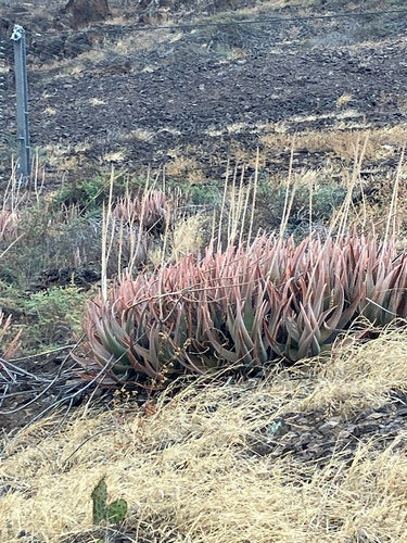 Aloe vera — Bild 3