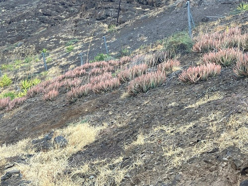 Aloe vera — Bild 2