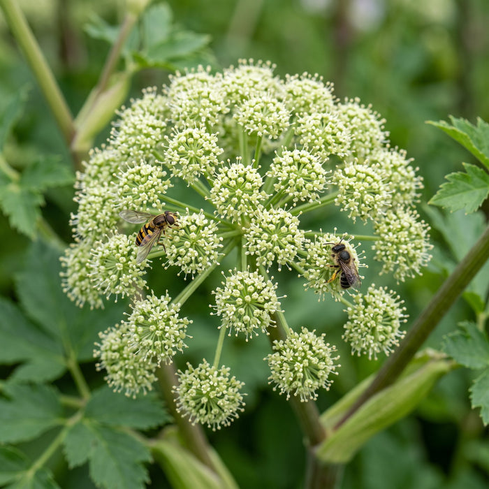 Blüte von Echte Engelwurz (Angelica archangelica) in Nahaufnahme (KI-generiert)