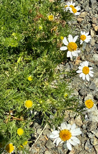 Vera camomilla per cani — foto 4 di 10