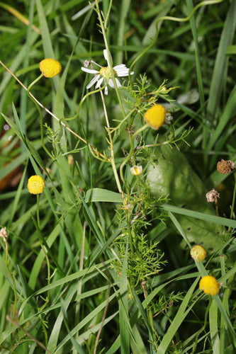 La vera camomilla — Bild 5