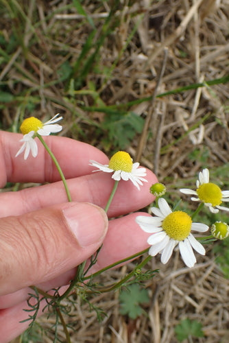 La vera camomilla — Bild 3