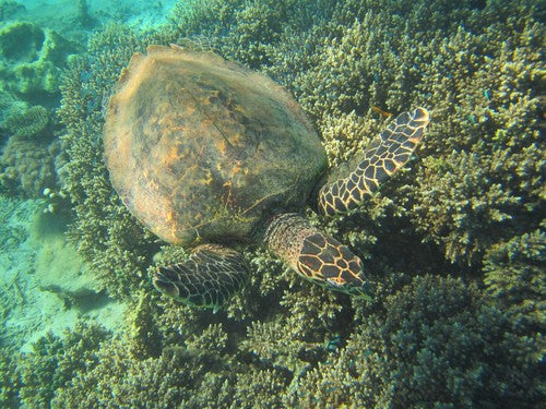 Tartaruga embricata — Bild 2
