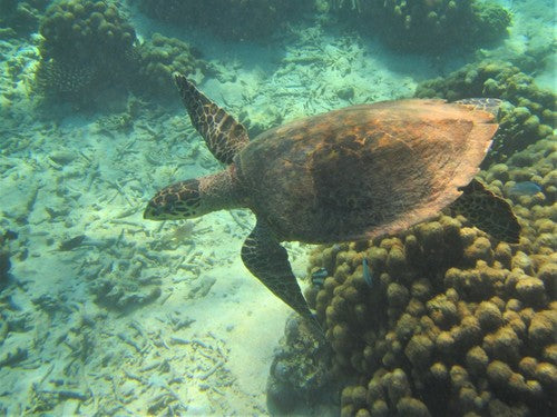 Tartaruga embricata — Bild 1