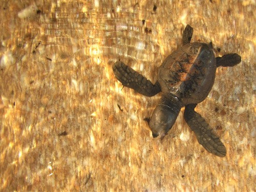 Tartaruga embricata — Bild 5