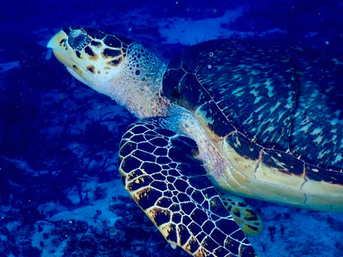 Tartaruga embricata — Bild 4