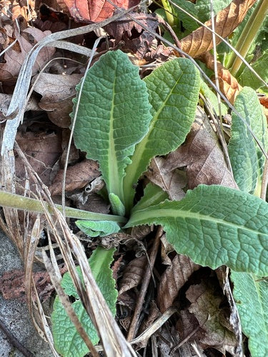 Vera primula — foto 5 di 11