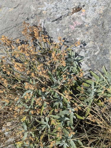 Vero saggio — Bild 5