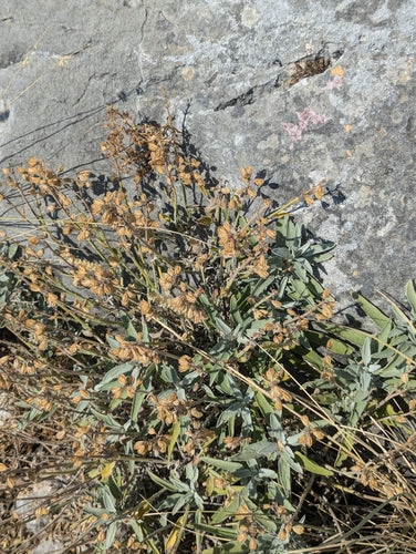 Vero saggio — Bild 4