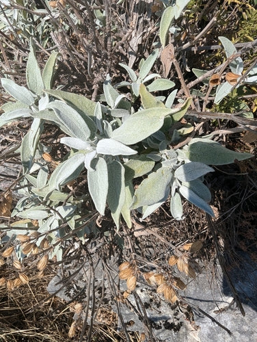 Vero saggio — Bild 3