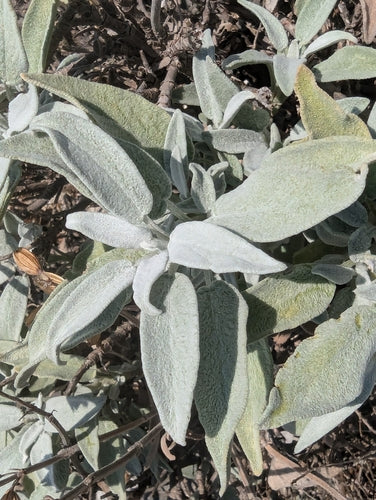 Vero saggio — Bild 2