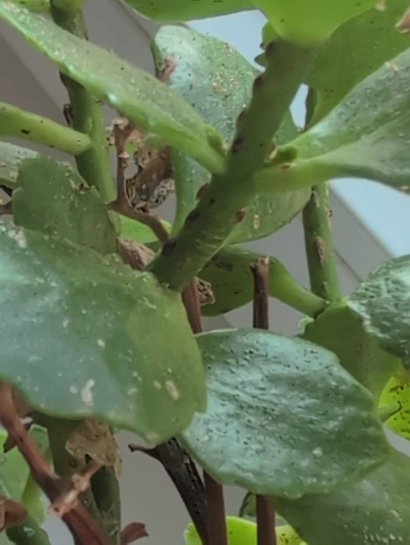 Diverse cocciniglie del caffè sono visibili sulle foglie e sugli steli verdi di una pianta d'appartamento. Si trovano attaccate alla pianta.