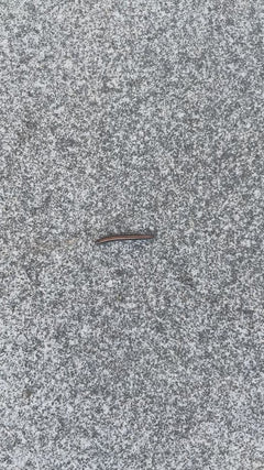 Bipede da campo comune – Berlin