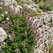 Edel-Gamander (Teucrium chamaedrys) in Blüte im naturnahen Garten (KI-generiert)