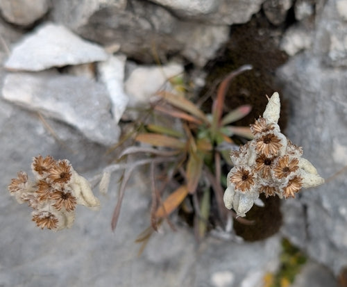 Stella alpina — Bild 4