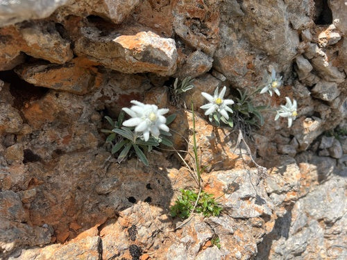 Stella alpina — Bild 3