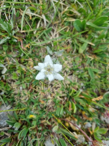 Stella alpina — foto 5 di 50