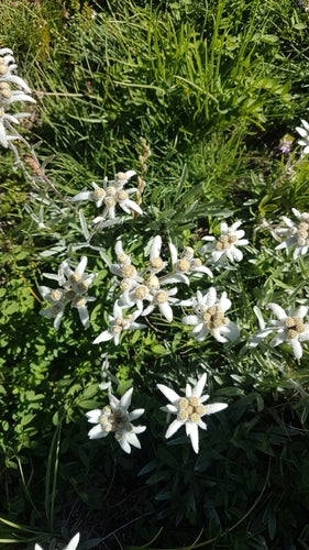Stella alpina — foto 2 di 50