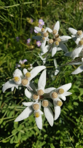 Stella alpina — foto 1 di 50