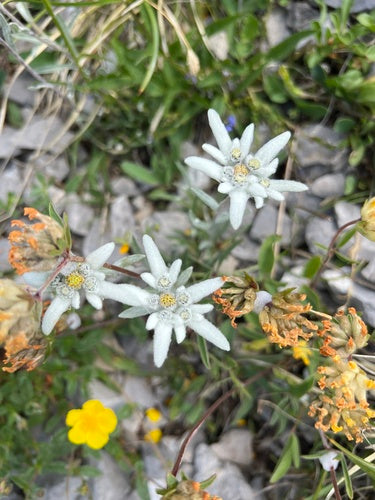 Stella alpina — Bild 5