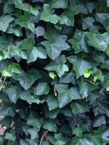 edera — Bild 4