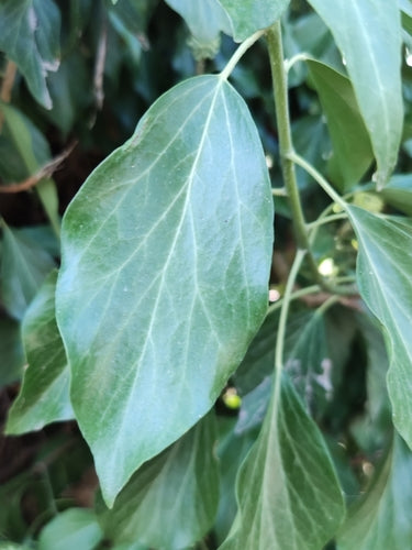 edera — Bild 5