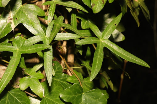 edera — Bild 3