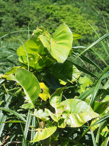 Pianta di edera — Bild 3